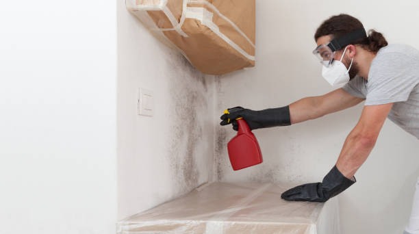Professional Basement Mold Removal technician working in Lyndhurst, NJ