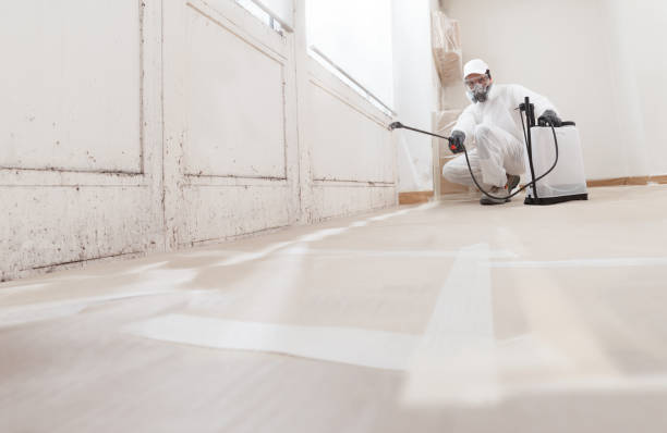 24/7 Emergency Basement Mold Removal experts in Lyndhurst, NJ