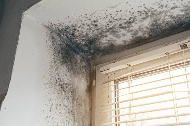 Affordable Basement Mold Removal solutions in Lyndhurst, NJ